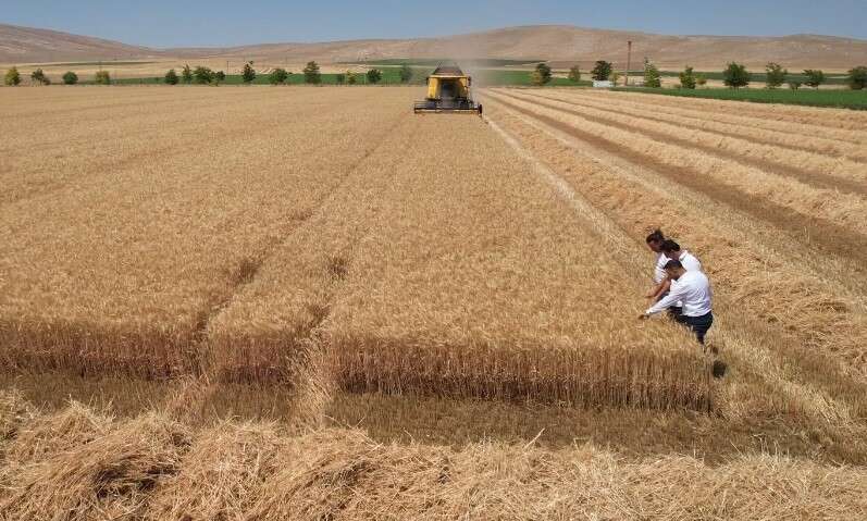 Türkiye’nin tahıl ambarı Konya’da altın başaklar çiftçiye bayram ettirdi 2
